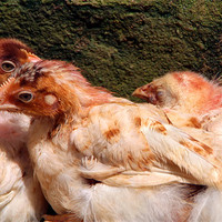 Buy canvas prints of Three Chickens Nestled Against a Wall by Serena Bowles