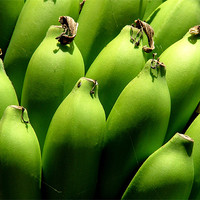 Buy canvas prints of Bunch of Green Bananas on Tree, India by Serena Bowles