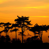 Buy canvas prints of Sunset Trees, Kent, England by Serena Bowles