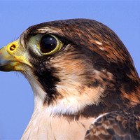 Buy canvas prints of Lanner Falcon's Profile by Serena Bowles