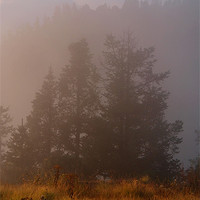 Buy canvas prints of Morning Mist Poon Hill by Serena Bowles