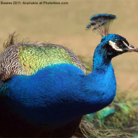 Buy canvas prints of Indian Peacock by Serena Bowles