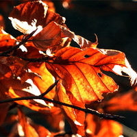 Buy canvas prints of Red Leaves by Mark Malaczynski