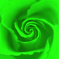 Buy canvas prints of Lime Rose by Louise Godwin