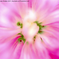 Buy canvas prints of Pretty Pinks 1 by Louise Godwin
