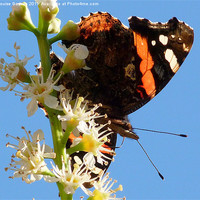 Buy canvas prints of Red Admiral 2 by Louise Godwin