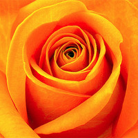 Buy canvas prints of Orange Abstract Rose by Louise Godwin