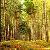 Buy canvas prints of Forest Pathway by Louise Godwin