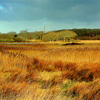 Buy canvas prints of Marsh View by Louise Godwin