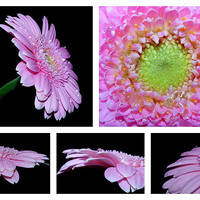 Buy canvas prints of Pink Gerbera Daisy Collage by Louise Godwin
