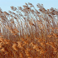Buy canvas prints of Golden Grass by Louise Godwin