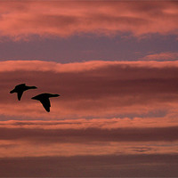 Buy canvas prints of Pink Skies Black Geese by Louise Godwin
