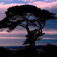 Buy canvas prints of Silhouette Tree by Louise Godwin