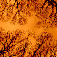 Buy canvas prints of Russet Abstract Trees by Louise Godwin