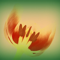 Buy canvas prints of Tulip Centre by Louise Godwin