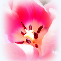 Buy canvas prints of Beautiful Tulip by Louise Godwin