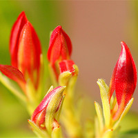 Buy canvas prints of Forest Flame Budding by Louise Godwin