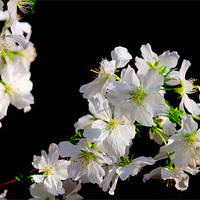 Buy canvas prints of Cherry Blossom by Louise Godwin