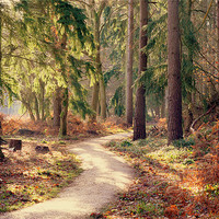 Buy canvas prints of Woodland Pathway New Forest by Louise Godwin