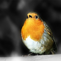 Buy canvas prints of Robin Red Breast by Louise Godwin
