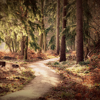 Buy canvas prints of Woodland Walk by Louise Godwin
