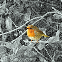 Buy canvas prints of Robin by Louise Godwin