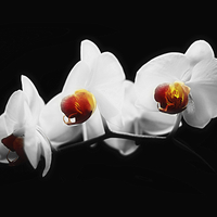 Buy canvas prints of  Orchid Trio by Louise Godwin