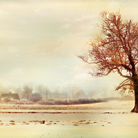 Buy canvas prints of  Lone Tree by Louise Godwin