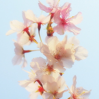 Buy canvas prints of  Beautiful Blossom by Louise Godwin