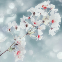 Buy canvas prints of  Beautiful Blossom by Louise Godwin