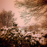Buy canvas prints of Warm Snow! by Louise Godwin
