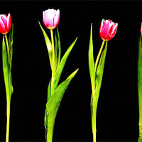 Buy canvas prints of The Tulip 6 by Louise Godwin