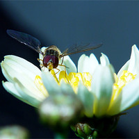 Buy canvas prints of Resting Hoverfly by Louise Godwin