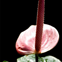 Buy canvas prints of Pink Anthurium by Louise Godwin