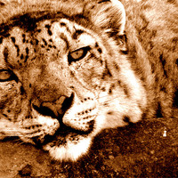 Buy canvas prints of Snow Leopard In Sepia by Louise Godwin