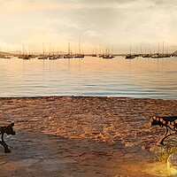 Buy canvas prints of Puerto Pollensa at Dawn by Louise Godwin