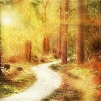 Buy canvas prints of Forest Woodland Walk by Louise Godwin