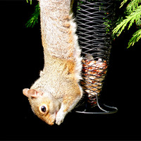 Buy canvas prints of Squirrel Just Hanging  by Louise Godwin