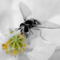 Buy canvas prints of Black And White Hover by Louise Godwin