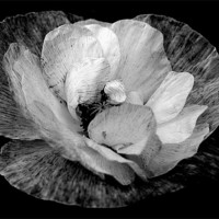 Buy canvas prints of Black And White Poppy by Louise Godwin