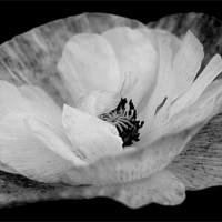 Buy canvas prints of Poppy In Black and White by Louise Godwin