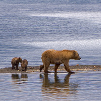 Buy canvas prints of Bear family III by Thomas Schaeffer