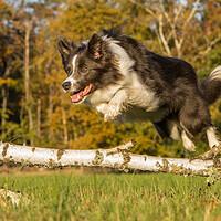 Buy canvas prints of Jumping Amy by Thomas Schaeffer