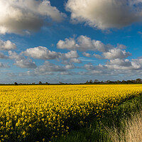 Buy canvas prints of Rapeseed by Thomas Schaeffer