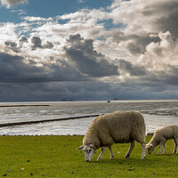 Buy canvas prints of Sheep Sky by Thomas Schaeffer