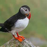 Buy canvas prints of Puffin by Thomas Schaeffer