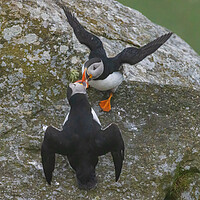 Buy canvas prints of Puffins by Thomas Schaeffer