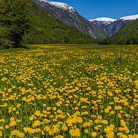 Buy canvas prints of Yellow flowers in  Gudbrandsdalen by Thomas Schaeffer