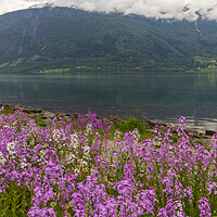 Buy canvas prints of Sognefjord by Thomas Schaeffer
