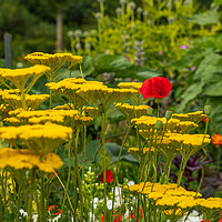 Buy canvas prints of Flowers by Thomas Schaeffer